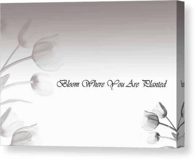 Blank Card Canvas Print featuring the painting Bloom Where U R Planted by Trilby Cole