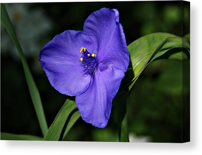Blue Canvas Print featuring the photograph Blue Wildflower 6 by Joe Faherty