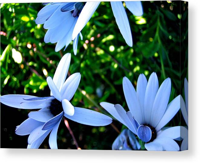Flowers Canvas Print featuring the photograph Bluey Twinkles by HweeYen Ong