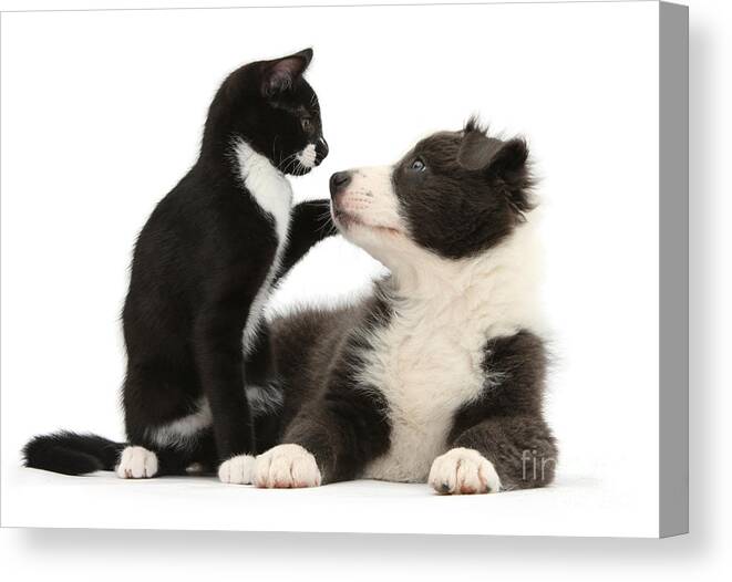 Nature Canvas Print featuring the photograph Border Collie Pup And Tuxedo Kitten by Mark Taylor
