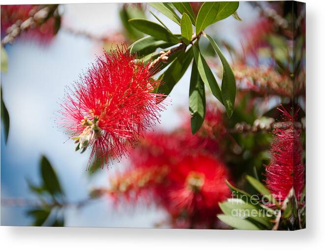 Christmas Canvas Print featuring the photograph Bottle Brush tree by Yurix Sardinelly