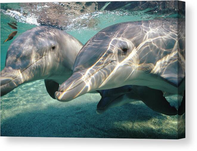 00087645 Canvas Print featuring the photograph Bottlenose Dolphin Underwater Pair by Flip Nicklin