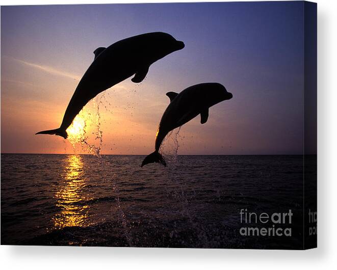 Cetacean Canvas Print featuring the photograph Bottlenose Dolphins by Francois Gohier and Photo Researchers