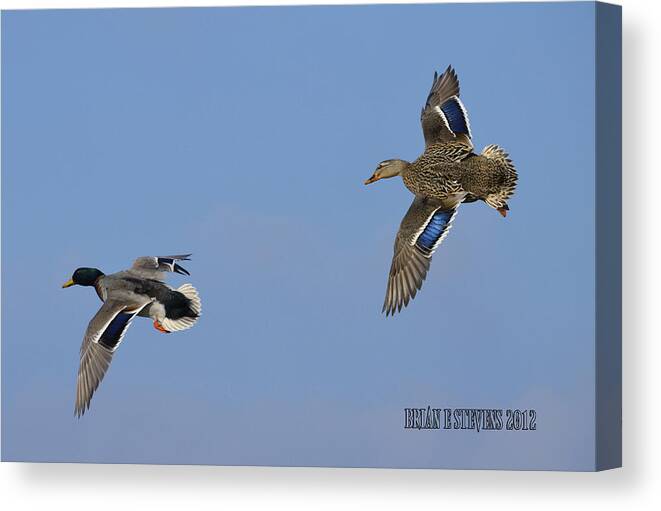 Mallard Ducks Canvas Print featuring the photograph Break Left by Brian Stevens