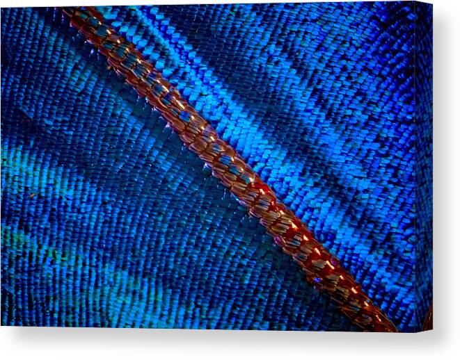 Butterfly Canvas Print featuring the photograph Butterfly Wing Extreme Closeup by Jim Painter