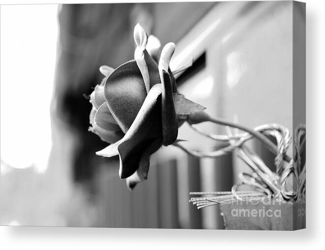 Rose Canvas Print featuring the photograph By Any Other Name by Dean Harte