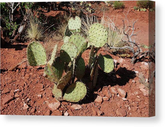 Cactus Canvas Print featuring the photograph Cactus by Dany Lison