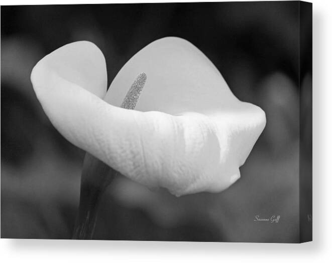 Black And White Canvas Print featuring the photograph Calla Lily in Black and White by Suzanne Gaff