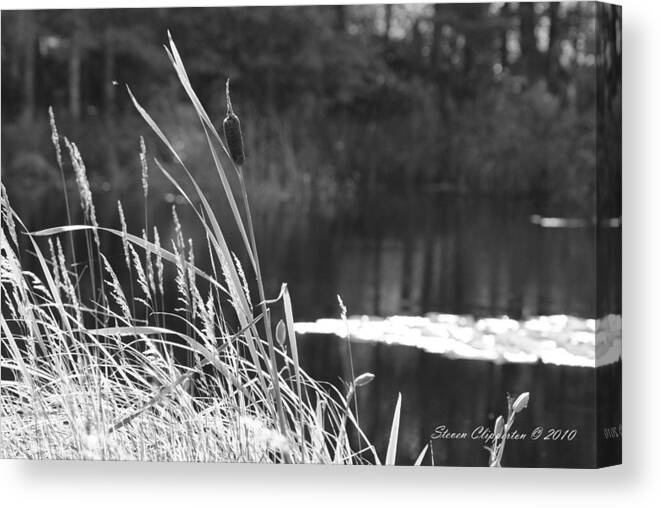 Nature Canvas Print featuring the photograph Cattails by Steven Clipperton