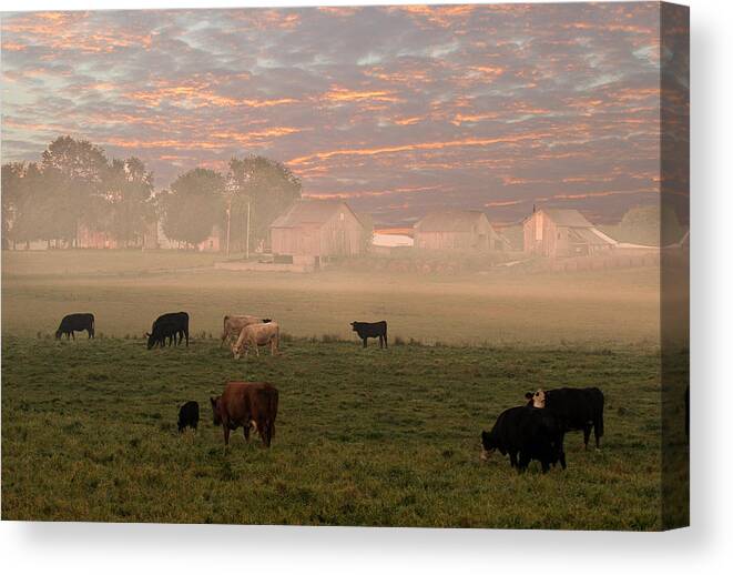 Cattle Canvas Print featuring the photograph Cattle in the fog by Randall Branham