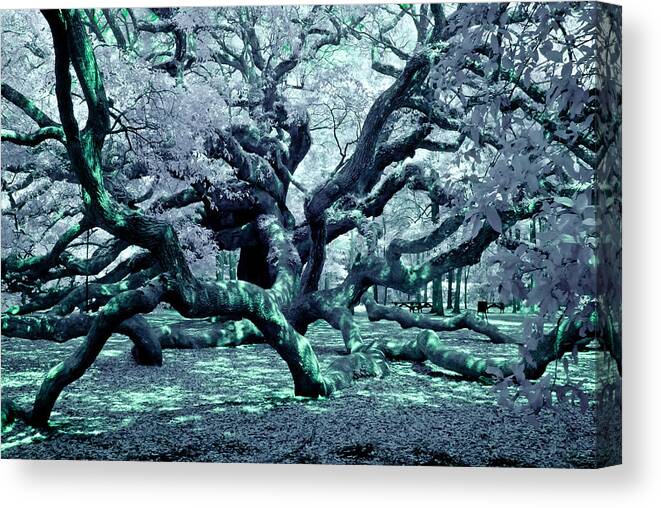 South Carolina Canvas Print featuring the photograph Charleston's Angel Oak Tree IR by Louis Dallara
