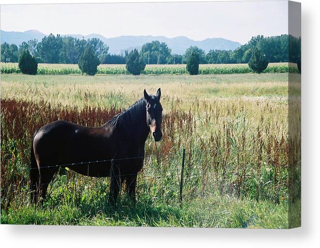 Horse Canvas Print featuring the photograph Chestnut by Trent Mallett