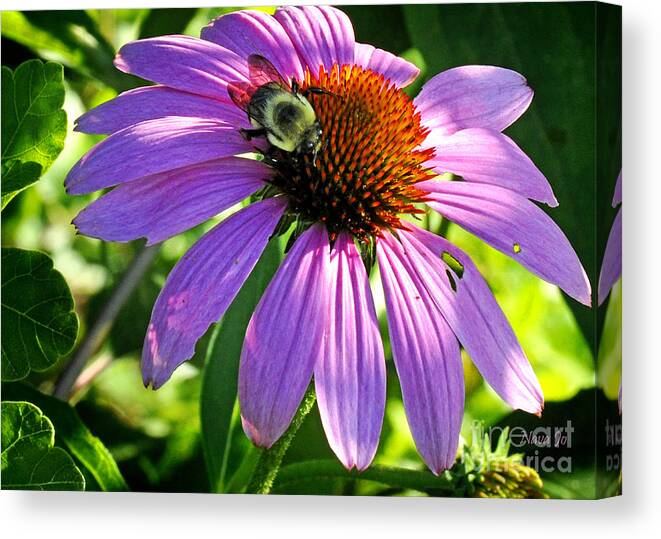 Royal Canvas Print featuring the photograph Cone Bee by Nava Thompson
