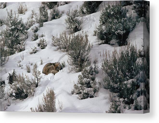 Mp Canvas Print featuring the photograph Coyote Canis Latrans Sleeping Amid by Michael Quinton
