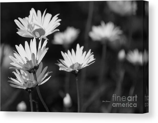 Daisy Canvas Print featuring the photograph Daisy in black and white by Yumi Johnson