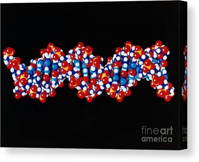 Dna Canvas Print featuring the photograph Dna, B Form, 20 Base Pairs by Science Source