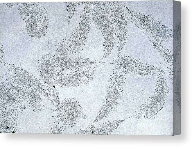 Dna Canvas Print featuring the photograph Dna From Amphibian Egg by Omikron