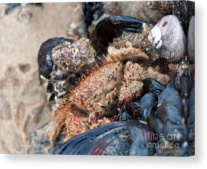 Crab Canvas Print featuring the photograph Don't Look At Me Like That by Eddie Yerkish