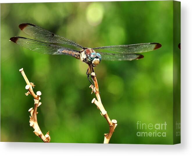 Dragon Fly Canvas Print featuring the photograph Dragon Fly by Susan Cliett