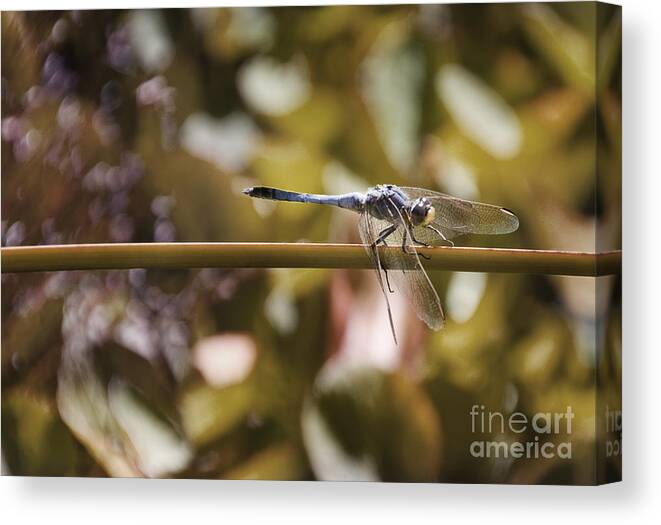 Dragonfly Canvas Print featuring the photograph Dragonfly by Kym Clarke