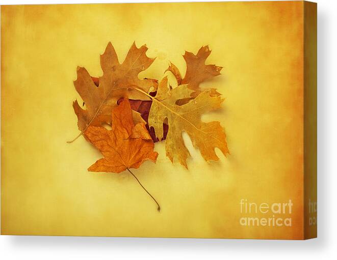 Leaves Canvas Print featuring the photograph Dried Autumn Leaves by Susan Gary