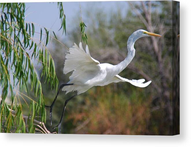Egret Canvas Print featuring the photograph Egret's Flight by Tam Ryan