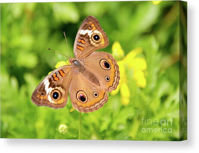 Butterflies Canvas Print featuring the photograph Eye Spy by Ken Williams