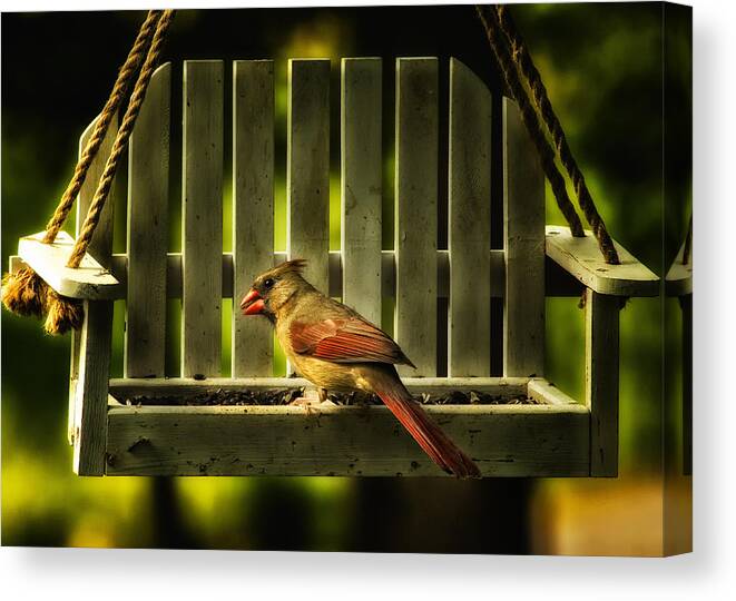 Cardinal Canvas Print featuring the photograph Female Cardinal in Evening Light by Bill and Linda Tiepelman