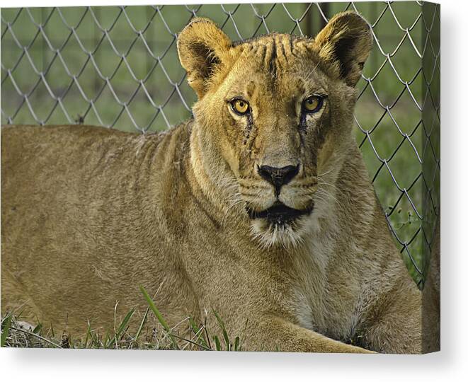 Animals Canvas Print featuring the photograph Female Lion by Melany Sarafis
