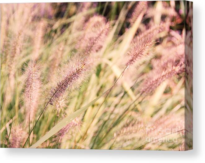 Art Canvas Print featuring the photograph Fields of Gold by Ivy Ho