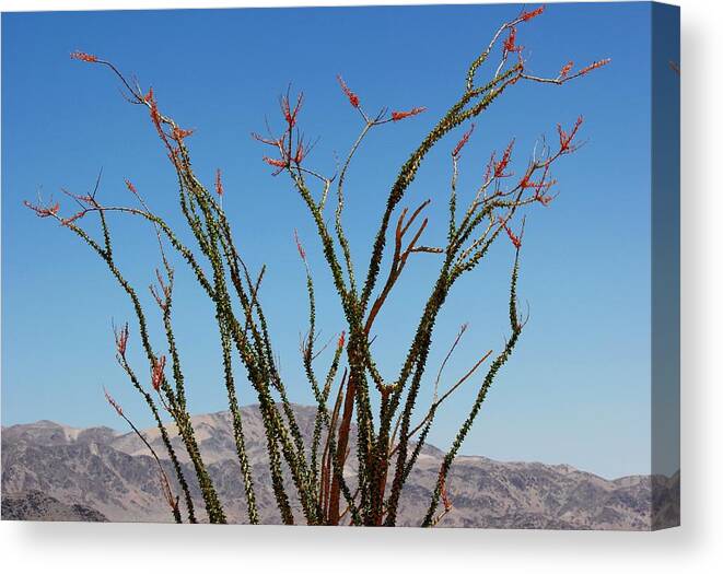Ocotillo Canvas Print featuring the photograph Fingers to the Sky by Leigh Meredith