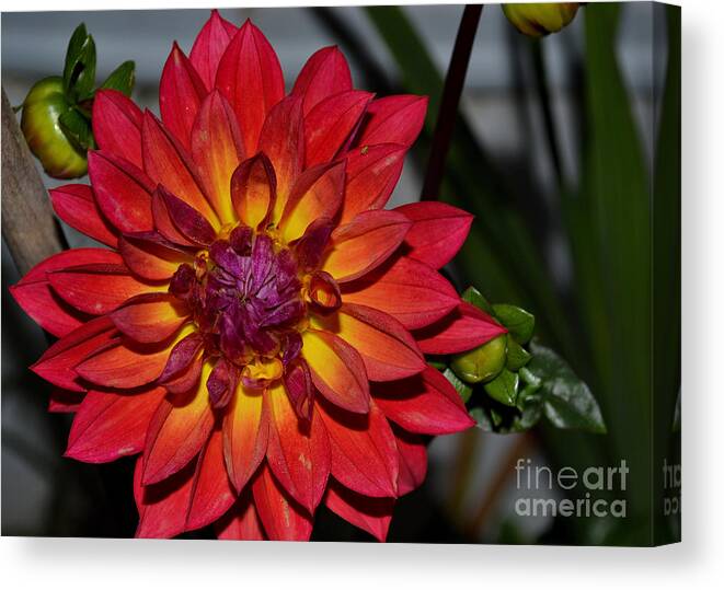 Dahlia Canvas Print featuring the photograph Fire Pot Dahlia by Eva Thomas