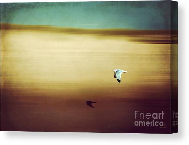 Seagull Canvas Print featuring the photograph Flight Over The Beach by Hannes Cmarits