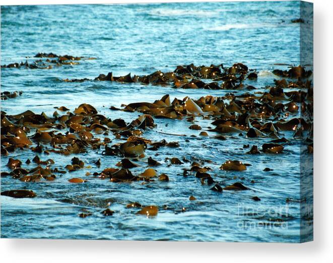 New Zealand Canvas Print featuring the photograph Floating Seaweed by Jackie Sherwood