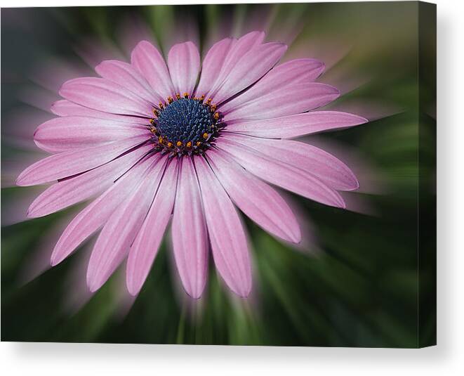 Flower Canvas Print featuring the photograph Flower Zoom by Cathy Kovarik
