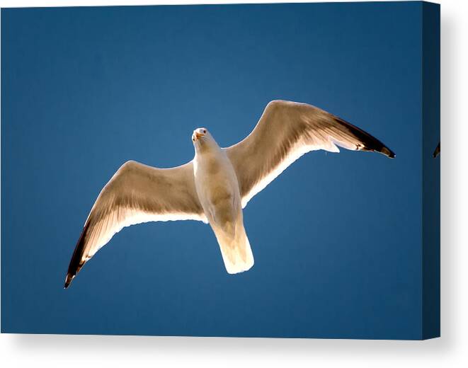 Seagull Canvas Print featuring the photograph Flying on High by Fred LeBlanc