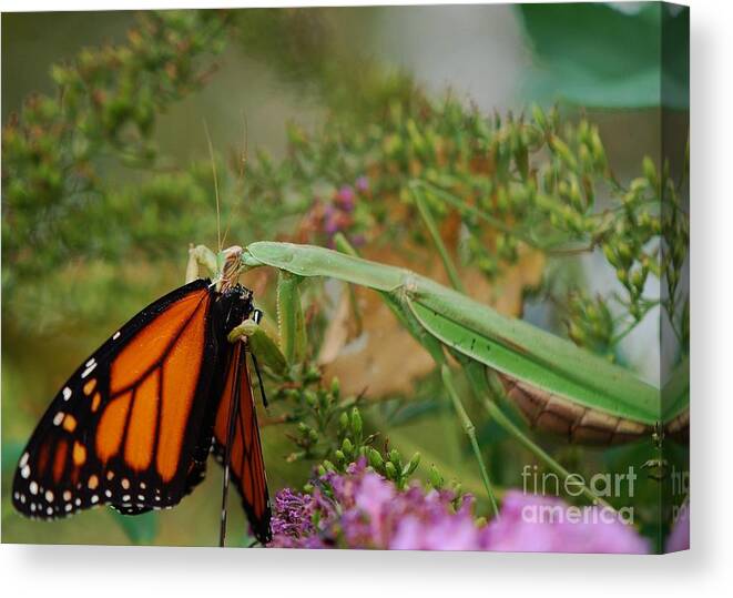 Monarch Butterfly Canvas Print featuring the photograph Food For The Soul by Joy Bradley