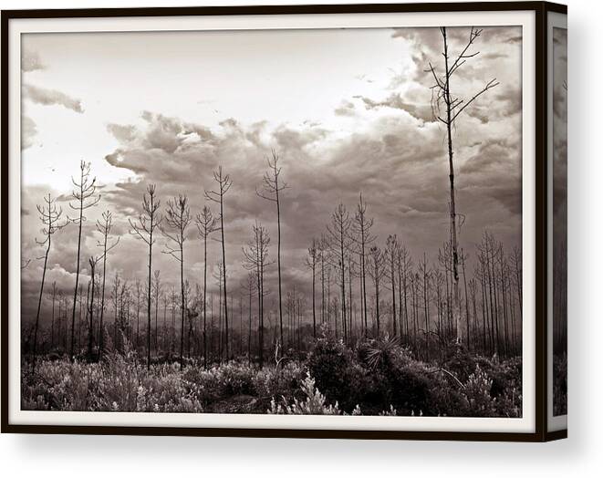 Tree Canvas Print featuring the photograph Forest Regrowth by Farol Tomson