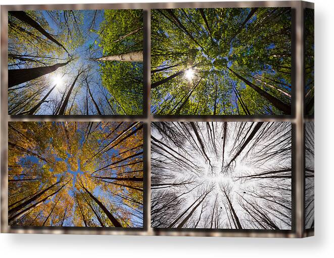 Season Canvas Print featuring the photograph Four seasons forest by Mircea Costina Photography