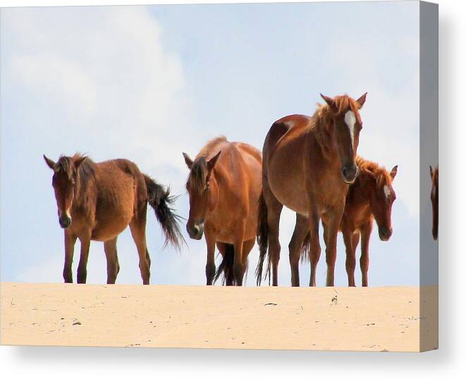 Horse Canvas Print featuring the photograph Four Wild Mustangs by Laurel Talabere