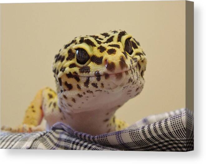 Leopard Spotted Gecko Canvas Print featuring the photograph Freckles The Smiling Leopard Gecko by Chad and Stacey Hall