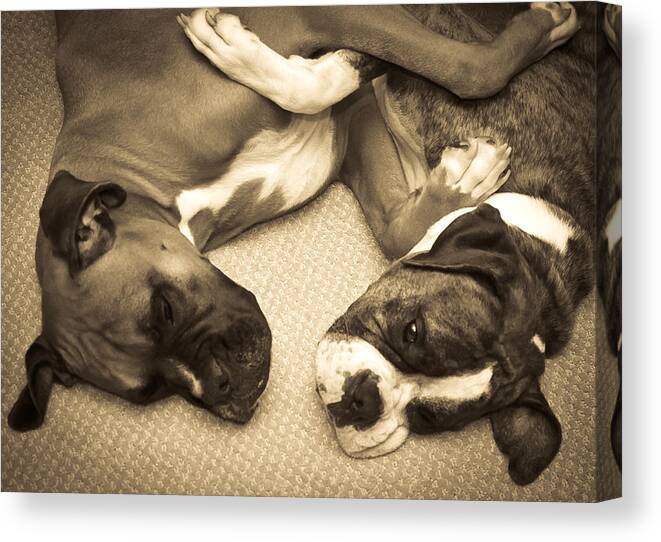 Boxers Canvas Print featuring the photograph Friendship Embrace by DigiArt Diaries by Vicky B Fuller