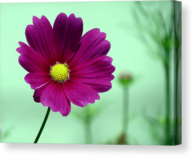 Cosmos Canvas Print featuring the photograph Fuschia by Janice Drew