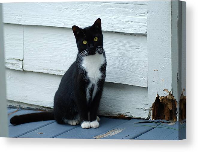Cat Canvas Print featuring the photograph Garden Cat by Kathy Gibbons