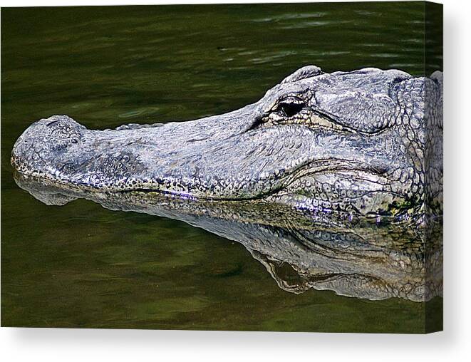 Gator Canvas Print featuring the photograph Gator5 by Joe Faherty