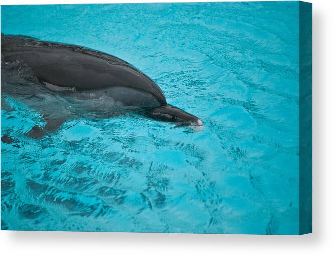 Wildlife Canvas Print featuring the photograph Gentle Creature Wil 260 by Gordon Sarti