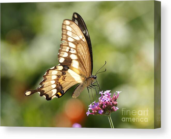 Giant Swallowtail Canvas Print featuring the photograph Giant Swallowtail Butterfly by Robert E Alter Reflections of Infinity