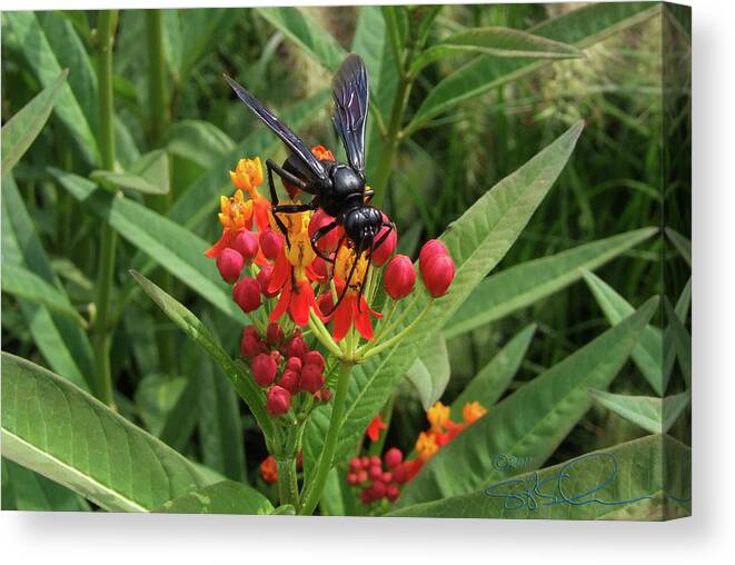 Sphex Pennsylvanicus Canvas Print featuring the photograph Giant Wasp by S Paul Sahm