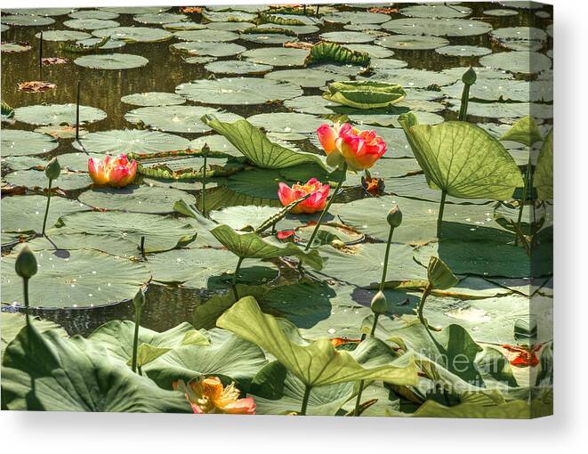 Lotus Flowers Canvas Print featuring the photograph Glistening Lotus Flowers by Brenda Giasson