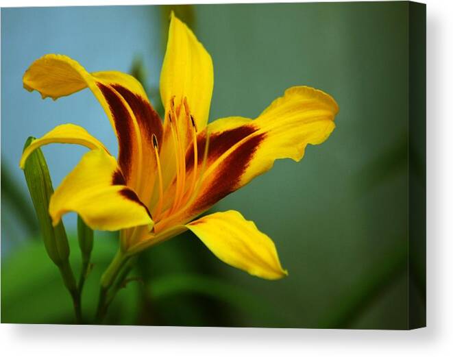 Lily Canvas Print featuring the photograph Golden Girl by Jim Darnall